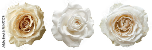 Set of white rose flowers isolated on a transparent background. PNG.