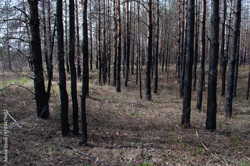 Burnt forest remains after wildfire