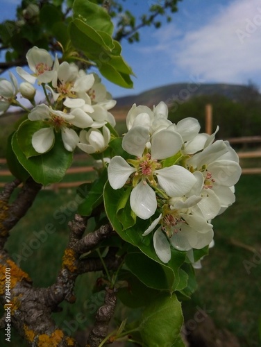 apple tree blossom