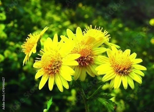 Close-up view of vibrant yellow daisies with lush green leaves, highlighting the natural beauty and freshness of a sunlit flower meadow.