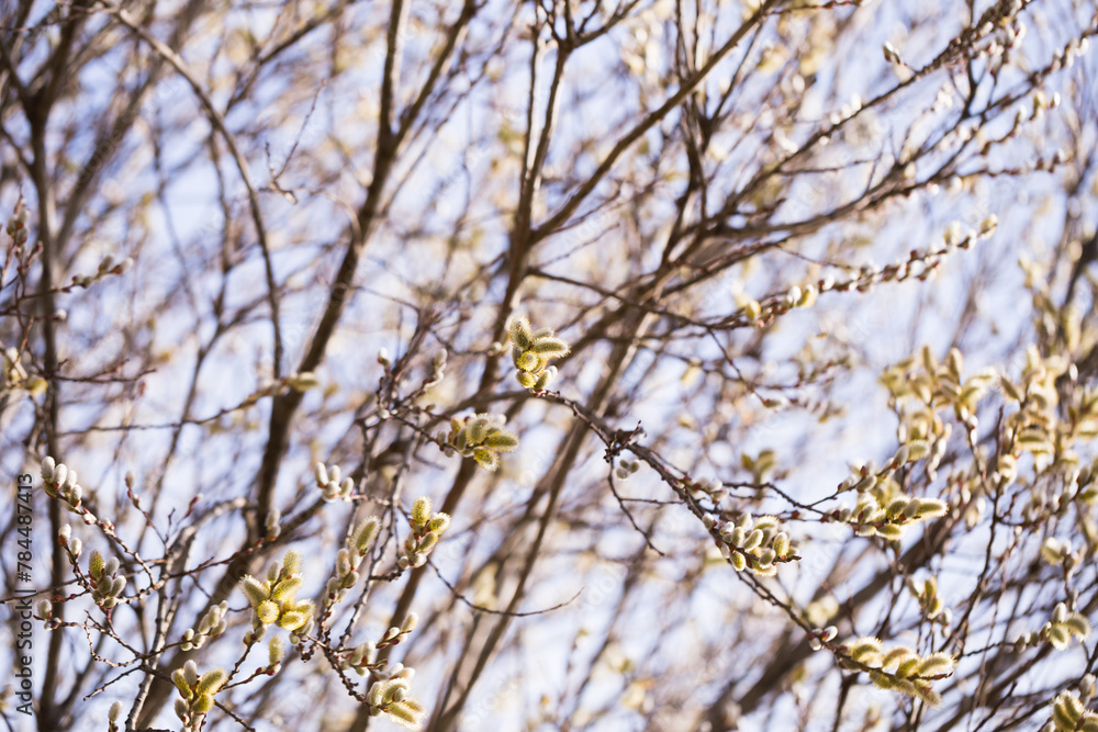 Obraz premium Spring shoots on salix branches