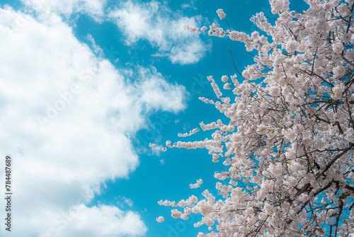 cherry blossom and blue sky with white clouds