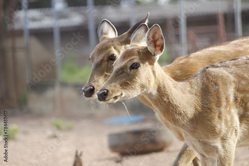 female deer closeup