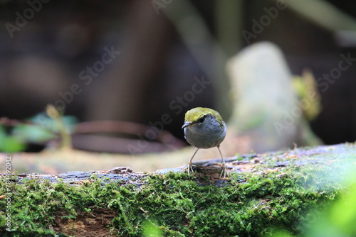 Grey-bellied tesia (Tesia cyaniventer) in Dalat, Vietnam photo