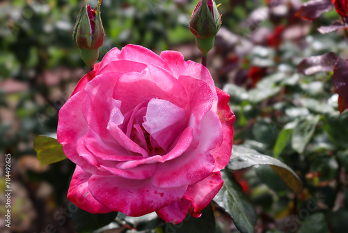 pink rose flower and buds in the garden in morning sunight photo