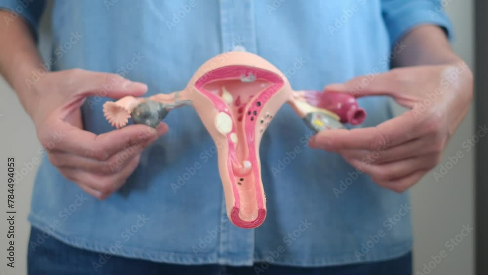 UTERUS AND UTERINE CERVIX HUMAN REPRODUCTION A CLINICAL APPROACH visual data 5