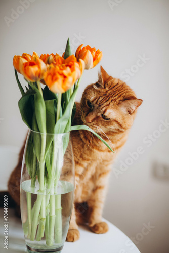 Red cat next to orange tulips.