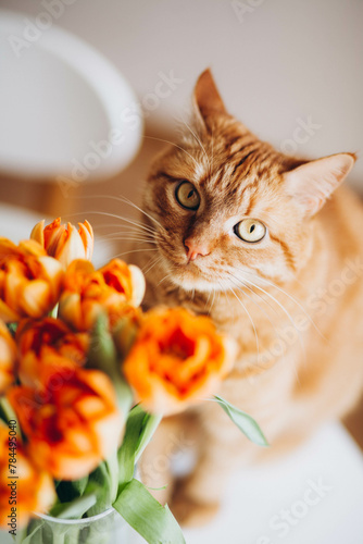 Red cat next to orange tulips.
