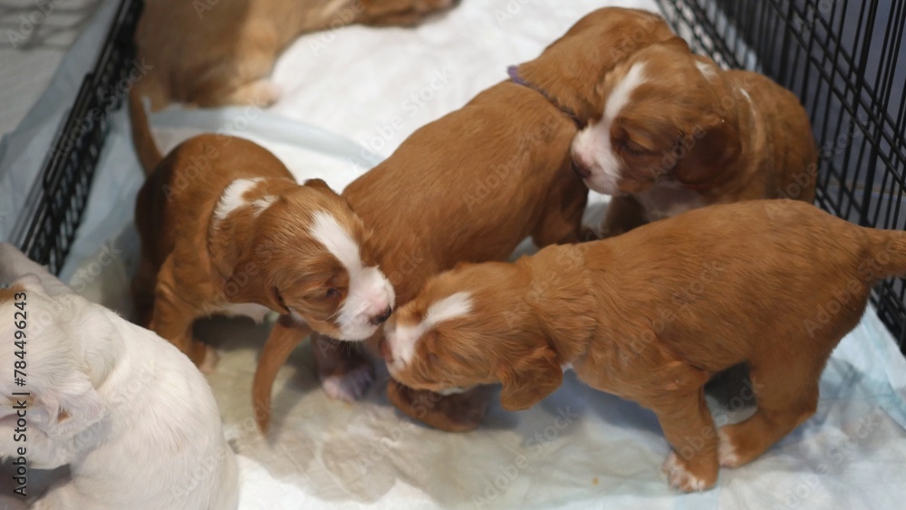 Obraz premium Puppies, Cute Family of Cocker Spaniel Puppy Dogs, Litter of Pups