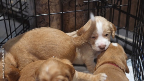 Puppies, a litter of baby cocker spaniel dogs, cute golden brown and white pups