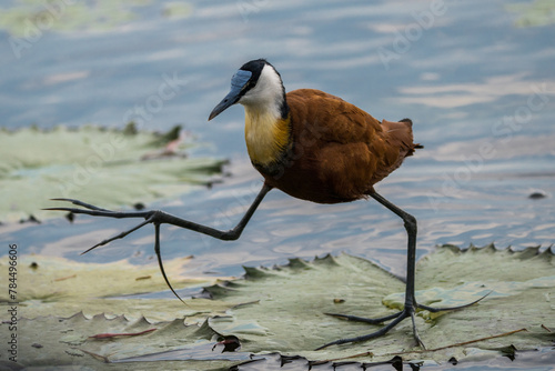 African Jacana at the Chobe Riverfront, Botswana