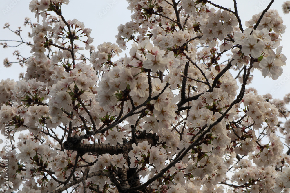 Beautiful Pink Flowers of Sakura Tree Beautiful Pink Flowers of Sakura Tree