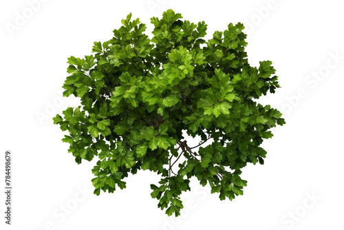 Peaceful tree, light green leaves swaying in the breeze. Isolated on white background.