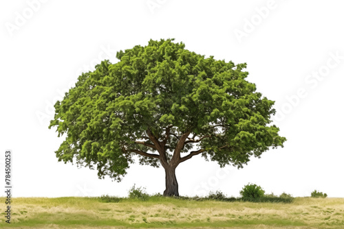 Realism style tree with realistic leaves The trunk has details. Isolated on transparent background.