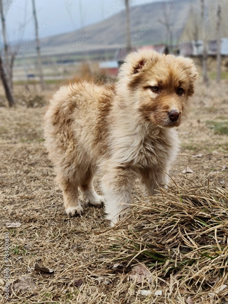 Fototapeta premium dog in the park