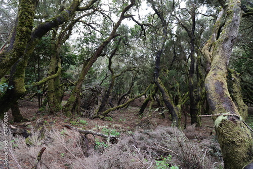 Laurel wood in the Parque National de Garajonay on the canary island Gomera