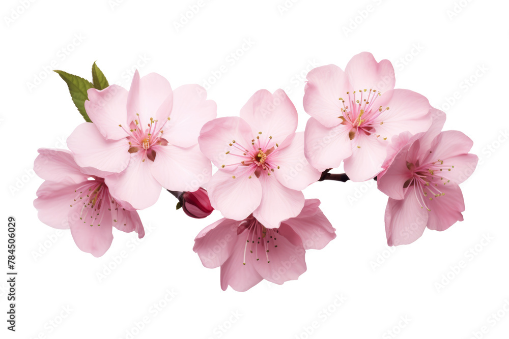 Fototapeta premium cherry blossoms. isolated on a transparent background.