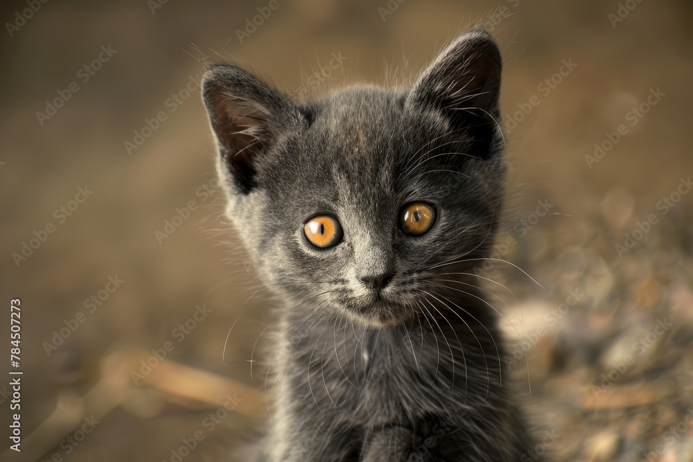 A kitten with yellow eyes is staring at the camera. The kitten is small and cute, with a black and gray coat. The image has a warm and friendly mood, as the kitten appears to be curious