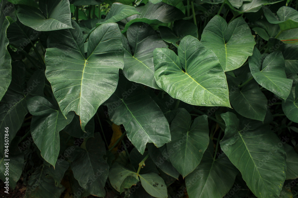 Nature leaves, green tropical forest, backgound illustration concept Nature leaves, green tropical forest, backgound illustration concept