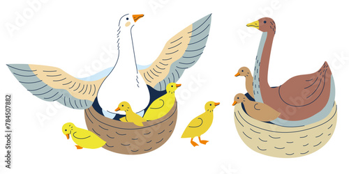 Mother goose and duck with babies in nest. Bird on a farm