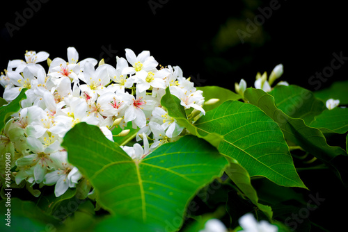 close-up of tung flower photo