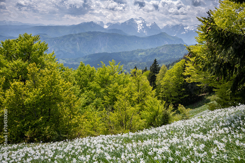Daffodils in Slovenian Alps