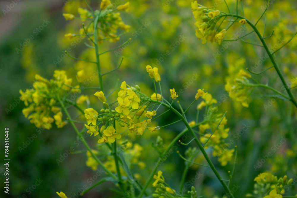 Turnip flowers, turnips are widely used for healthy eating Turnip flowers, turnips are widely used for healthy eating