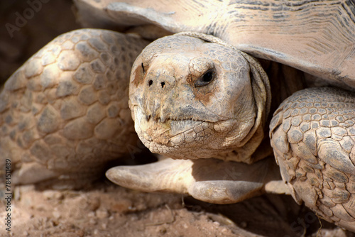 Portret dużego żółwia pustynnego