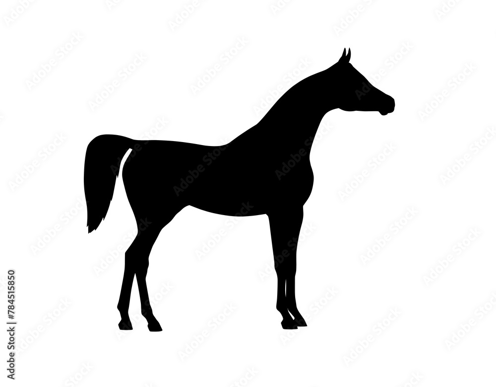 Arabian horse silhouette on a white background