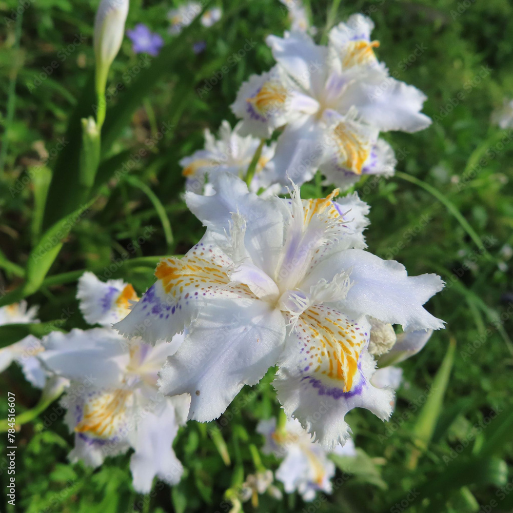 Obraz premium 春にシャガが白い花を咲かせています