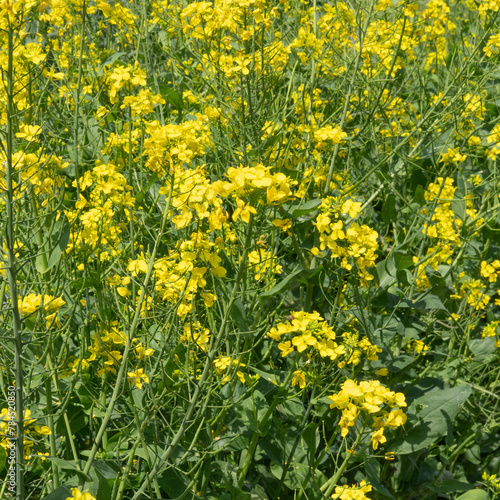 菜の花