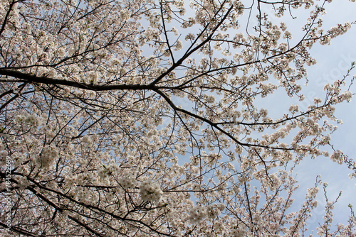 Cherry blossoms in full bloom against the blue sky background 