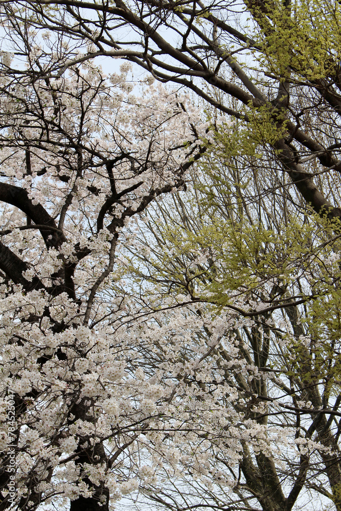 Cherry tree with cherry blossoms in full bloom and trees with fresh green leaves background Cherry tree with cherry blossoms in full bloom and trees with fresh green leaves background
