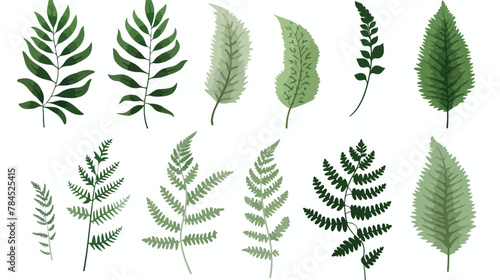 Textures of fern leaf 2d flat cartoon vactor illustration