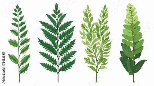 Textures of fern leaf 2d flat cartoon vactor illustration
