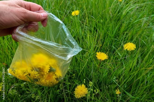 Sammeln von Löwenzahnblüten auf der Wiese