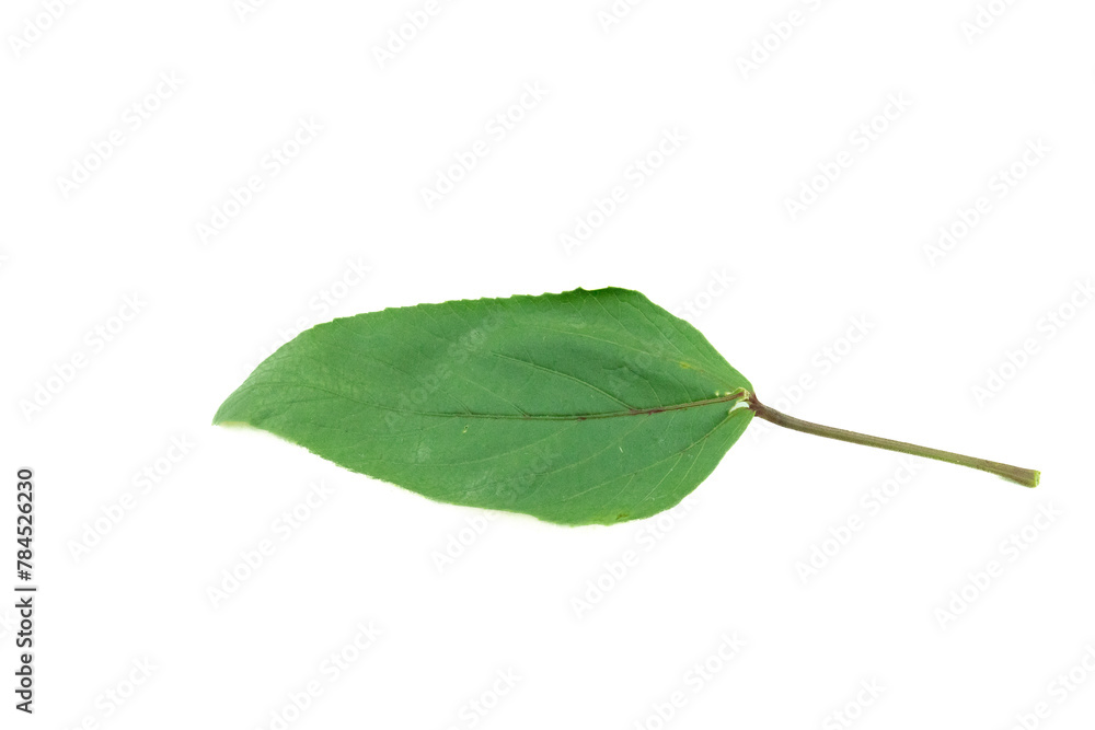 Fototapeta premium Leaves are placed on a white background.