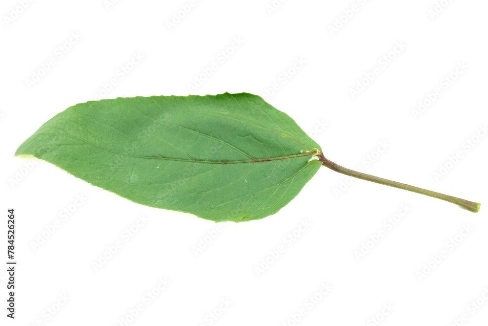 Obraz premium Leaves are placed on a white background.