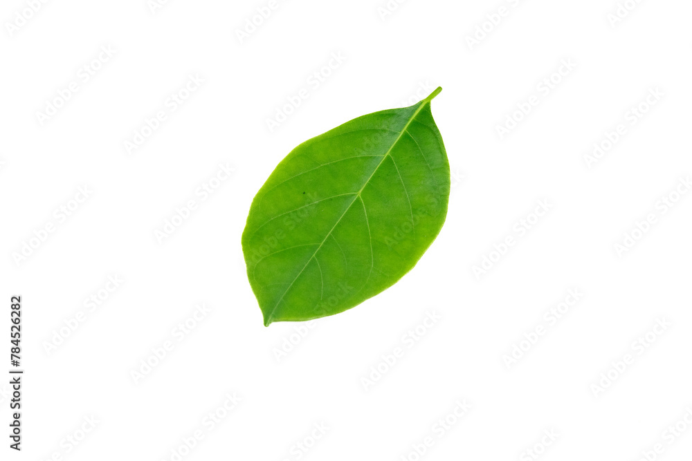 Leaves are placed on a white background. Leaves are placed on a white background.