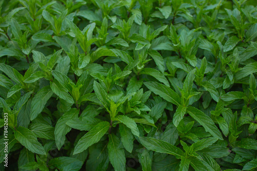 Mint grows in the garden in spring in April
