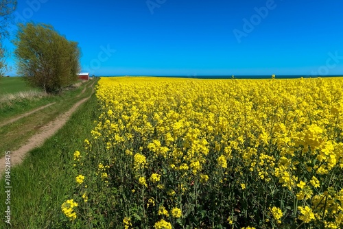 Rapsfeld in Schleswig-Holstein an der Ostsee