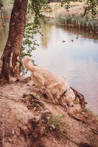 golden retriever goes down a steep slope to the water of a pond © Anna