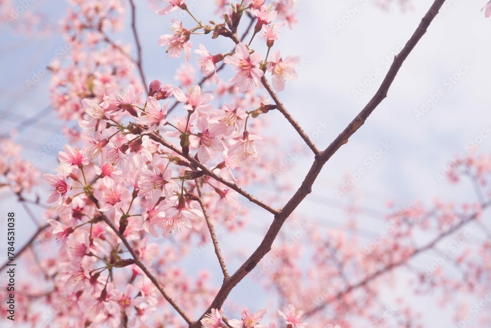 Cherry Pink Blossom Petal Season Fresh