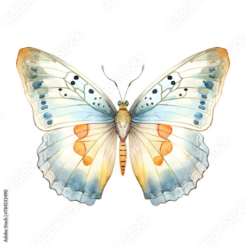 butterfly watercolor style, illustration.