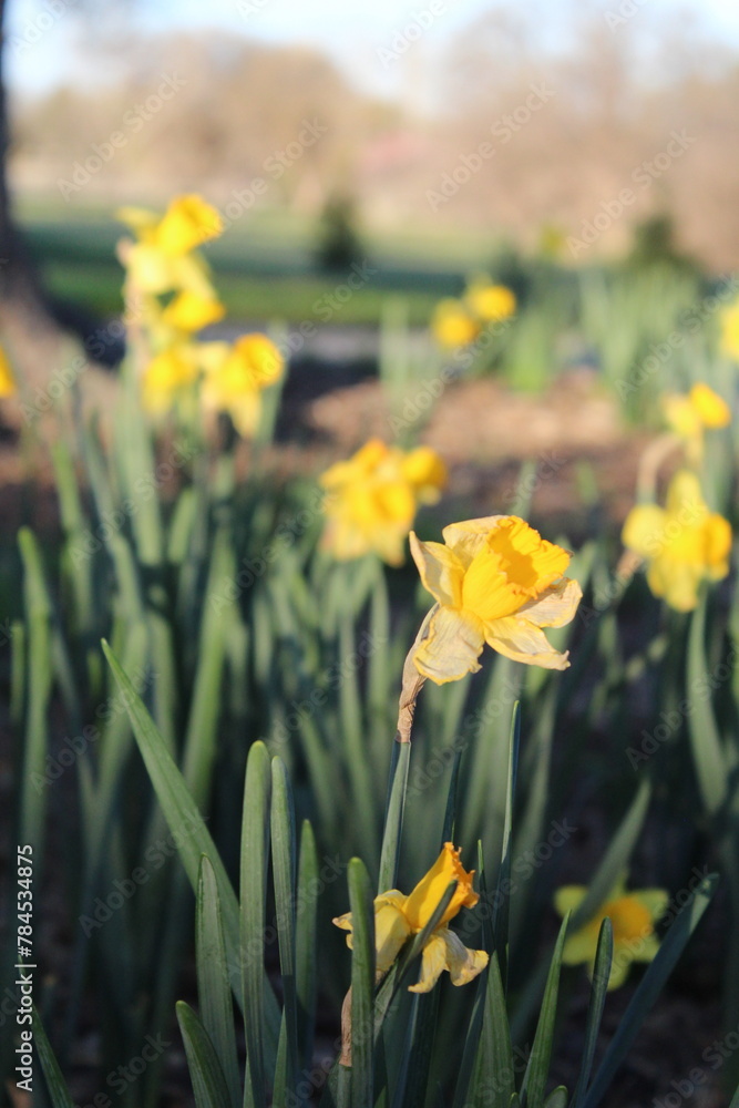 Fototapeta premium Yellow flowers in a garden