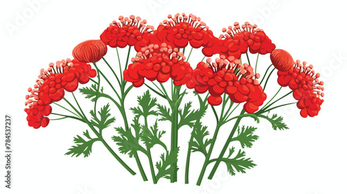 Trachyspermum ammi icon digital red for any design photo