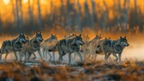 Wolf pack on the prowl in forest at dusk, showcasing the intricate social dynamics and natural elegance in the wilderness