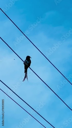 a beautiful bird sitting on wires