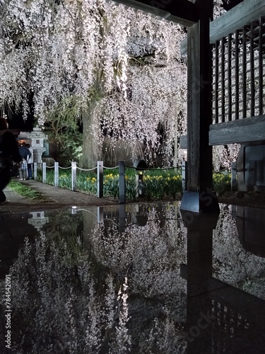 夜桜の鏡