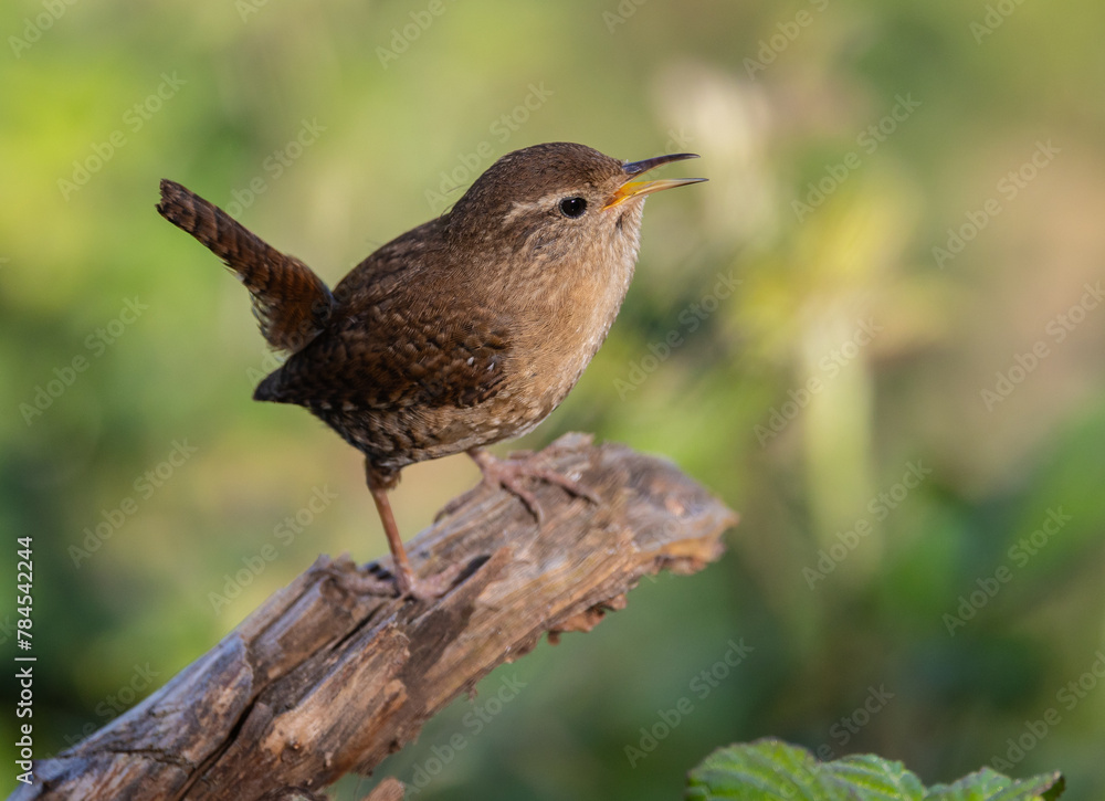 Eurasian Wren, very small and spectacular bird making its nest in the spring! Eurasian Wren, very small and spectacular bird making its nest in the spring!